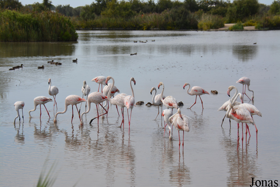 Phoenicopterus roseus