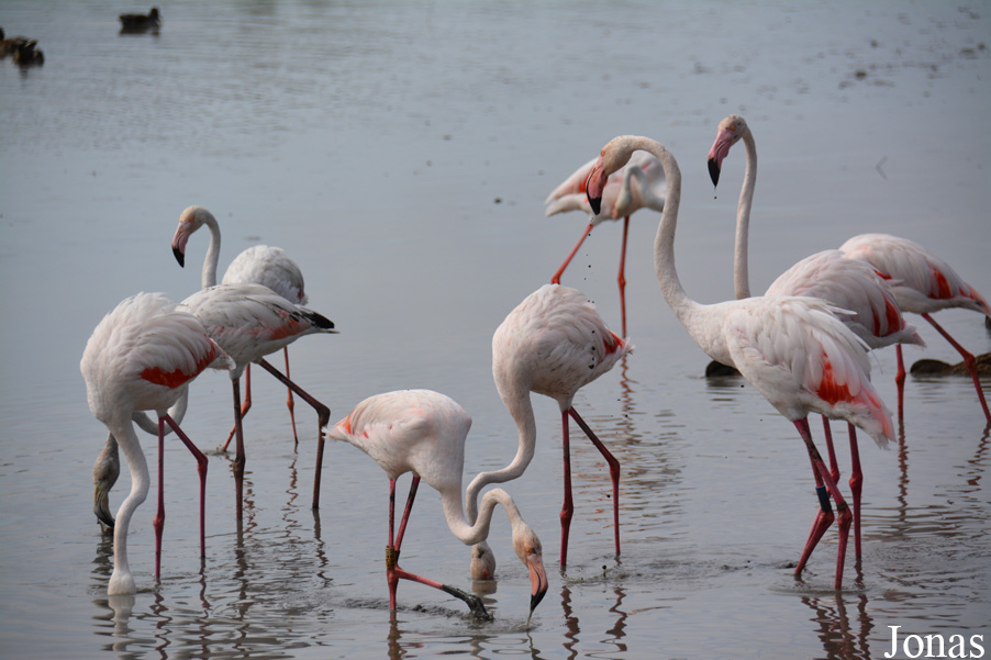 Phoenicopterus roseus