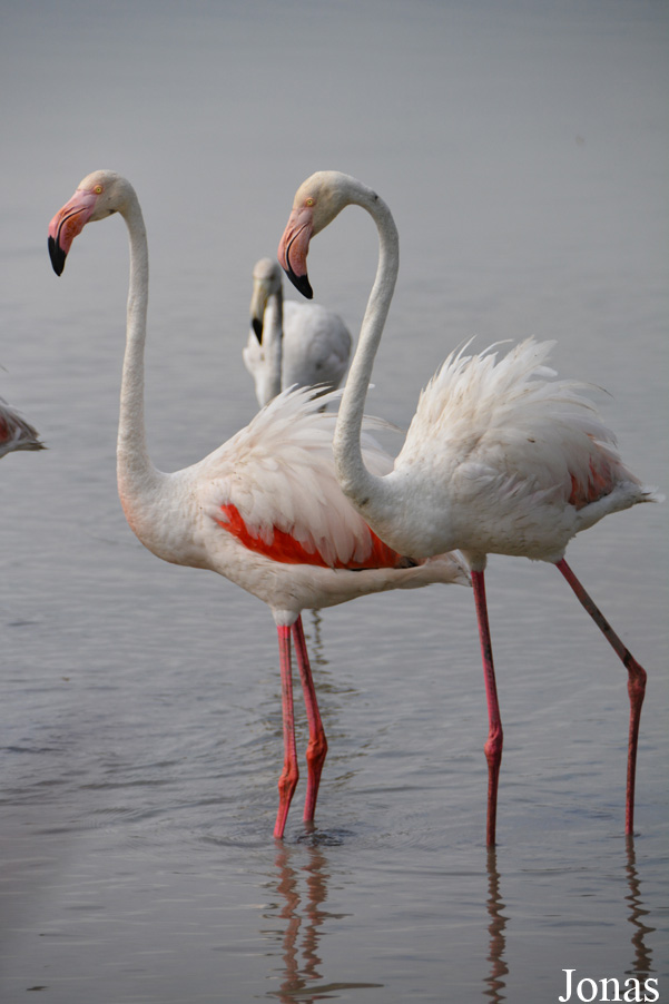 Phoenicopterus roseus