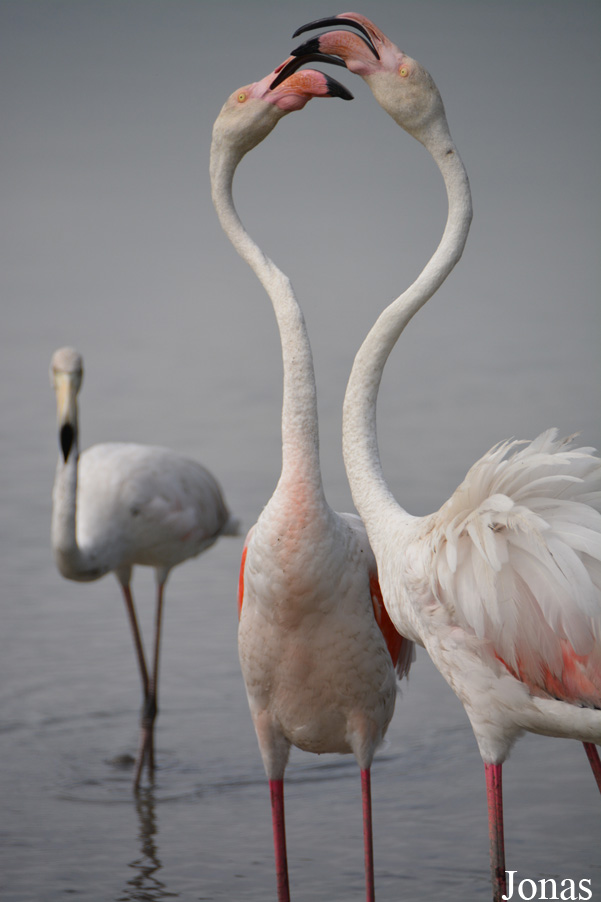 Phoenicopterus roseus