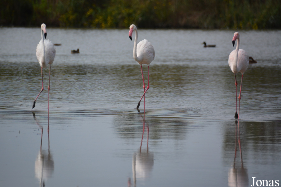 Phoenicopterus roseus