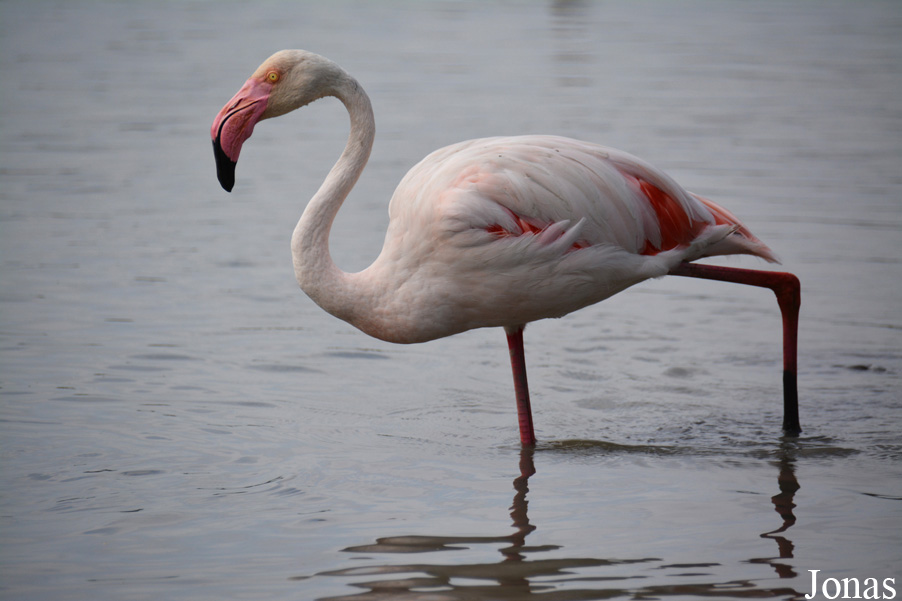 Phoenicopterus roseus