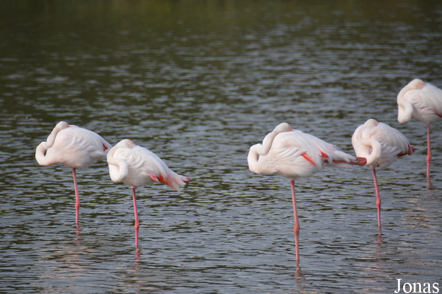 Phoenicopterus roseus