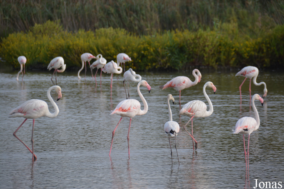 Phoenicopterus roseus