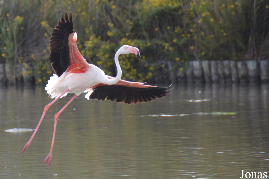 Phoenicopterus roseus