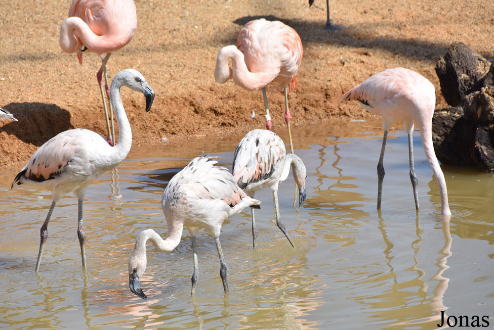 Phoenicopterus ruber