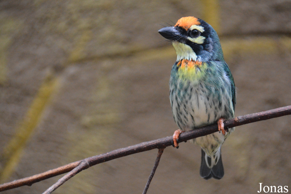 Psilopogon haemacephalus indicus