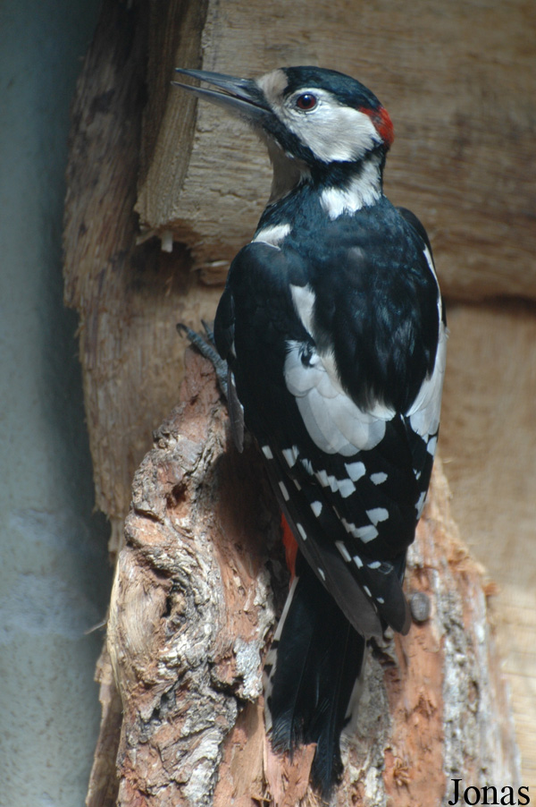 Dendrocopos major