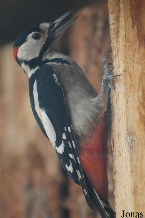 Dendrocopos major
