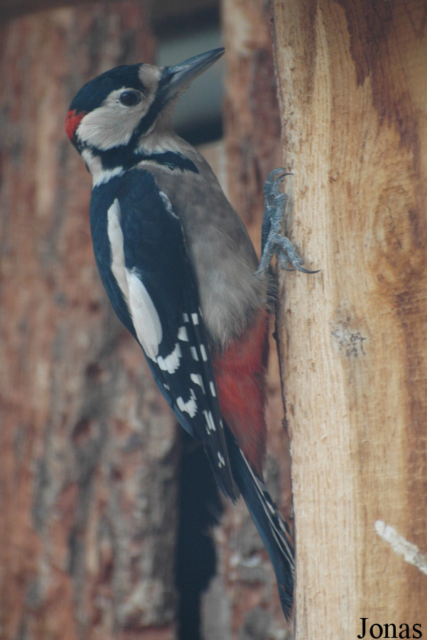 Dendrocopos major