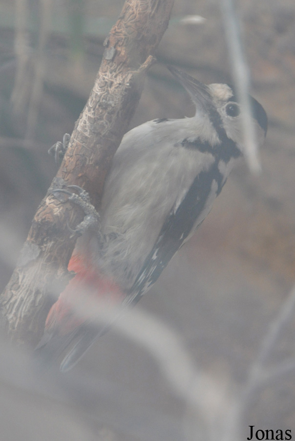 Dendrocopos syriacus