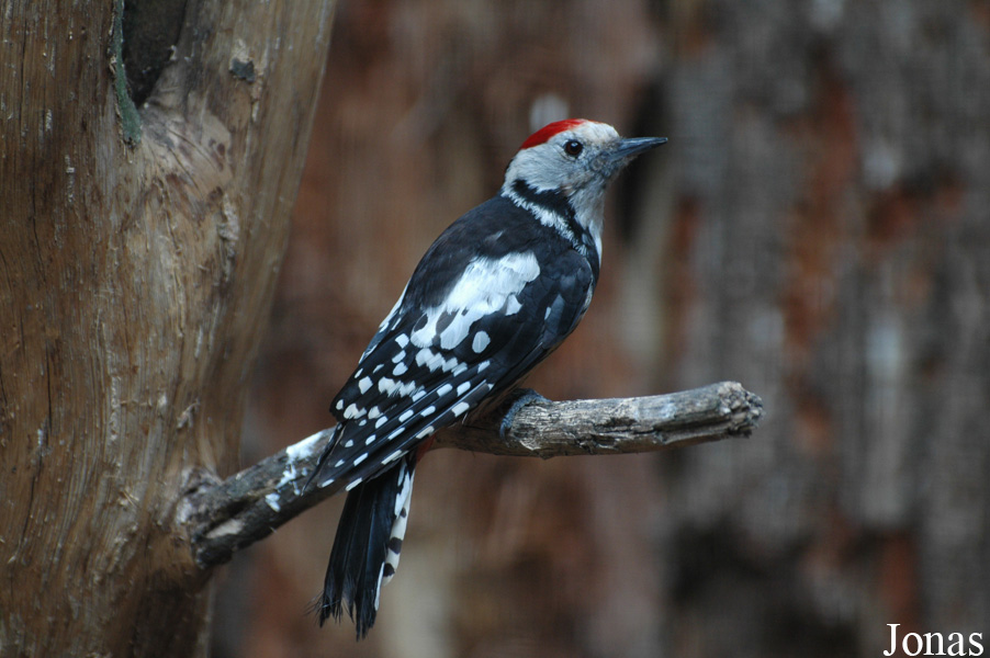 Dendrocoptes medius