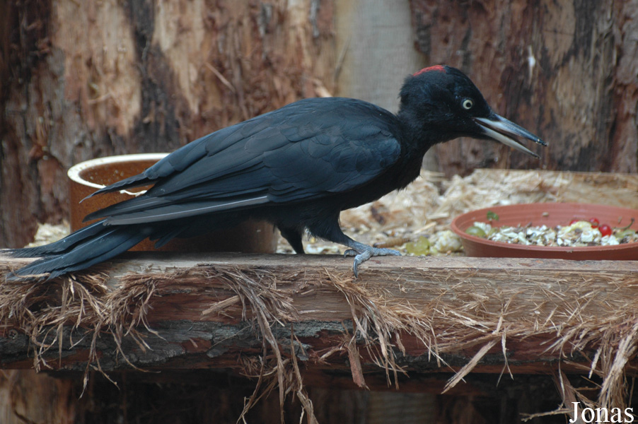 Dryocopus martius