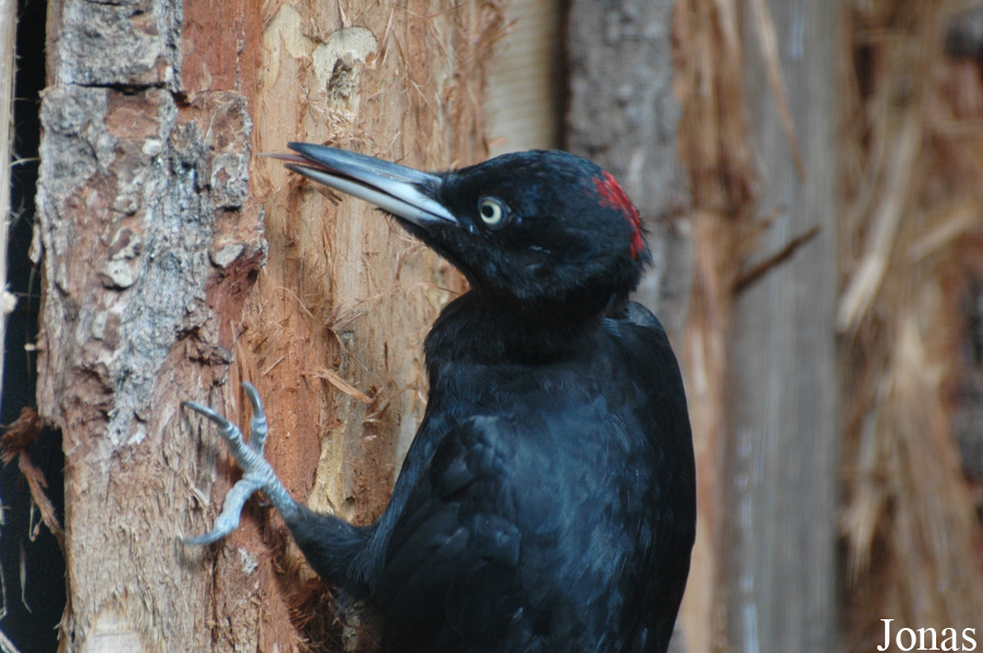Dryocopus martius