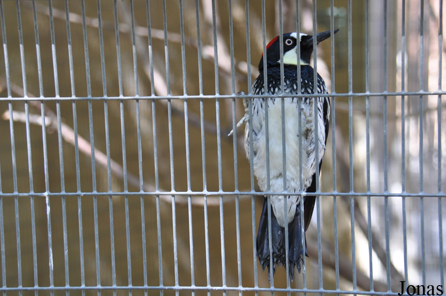 Melanerpes formicivorus bairdi
