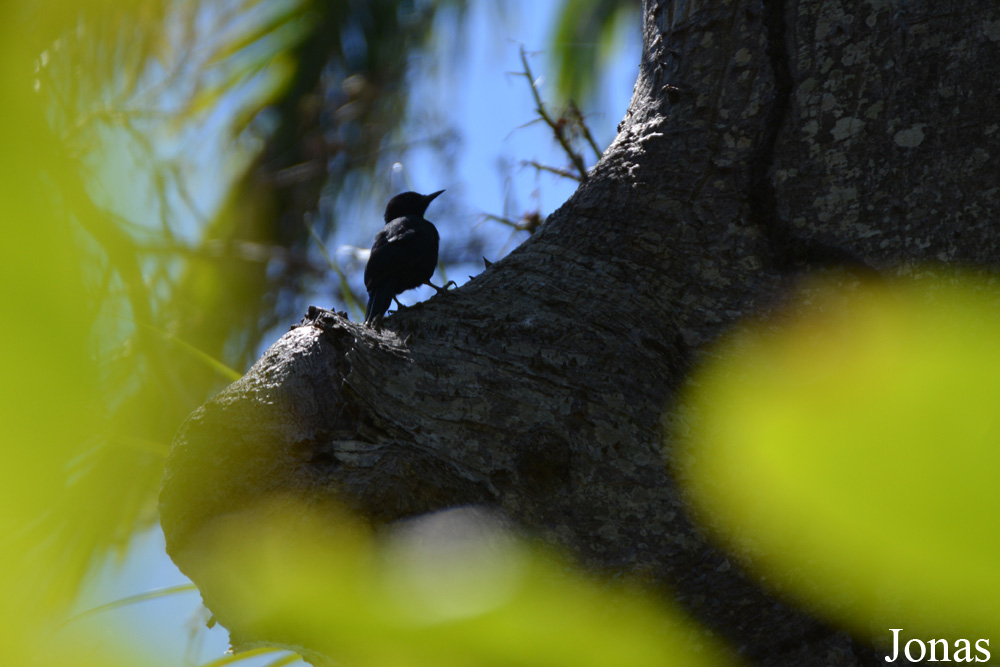 Melanerpes herminieri