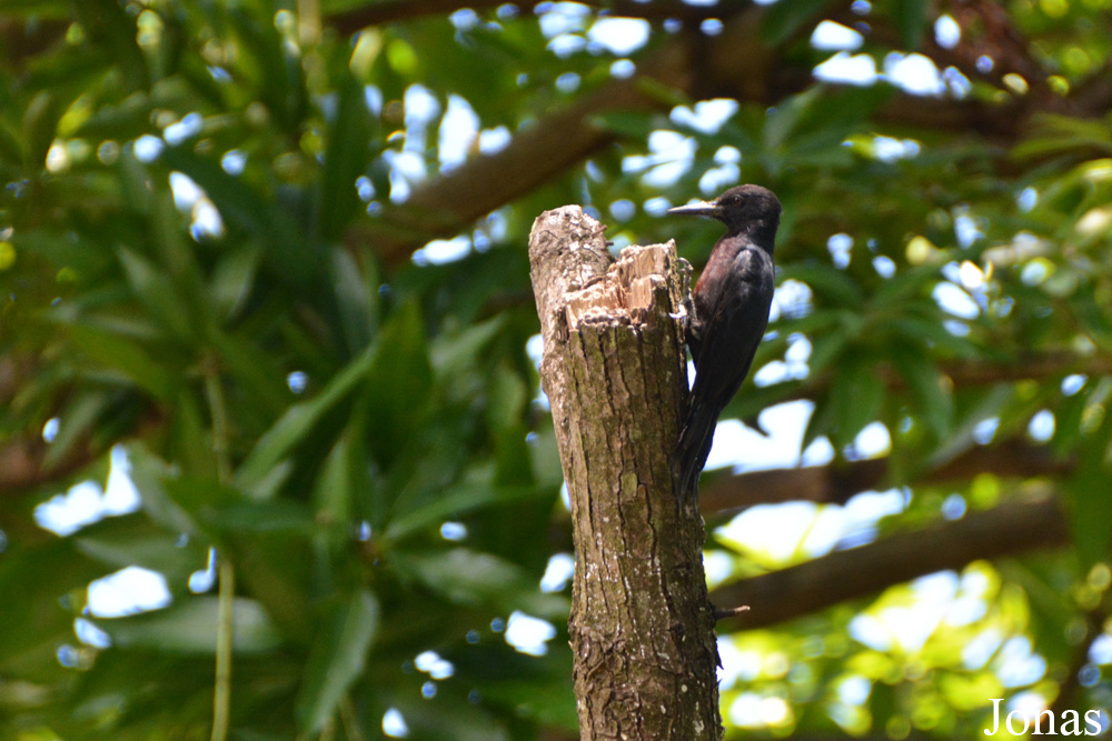 Melanerpes herminieri