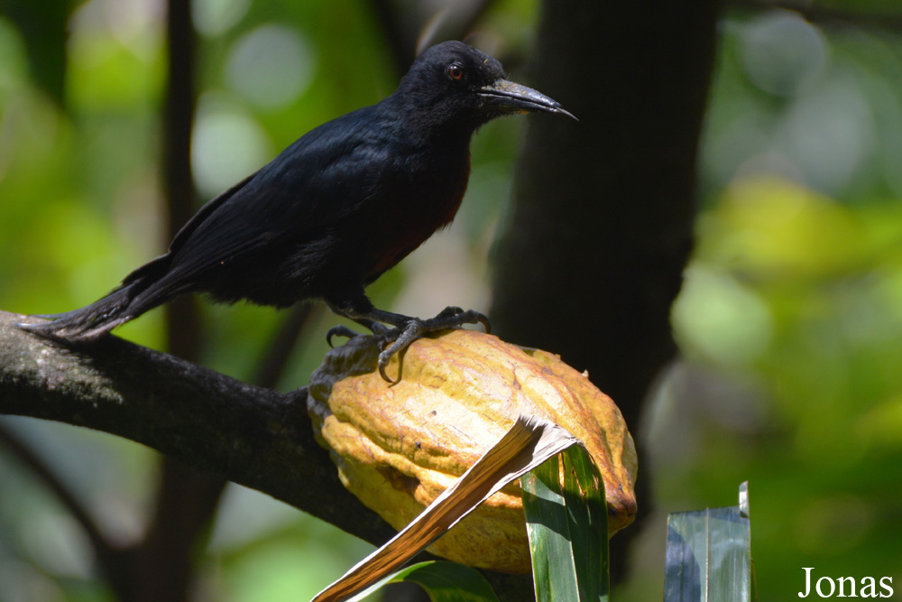 Melanerpes herminieri