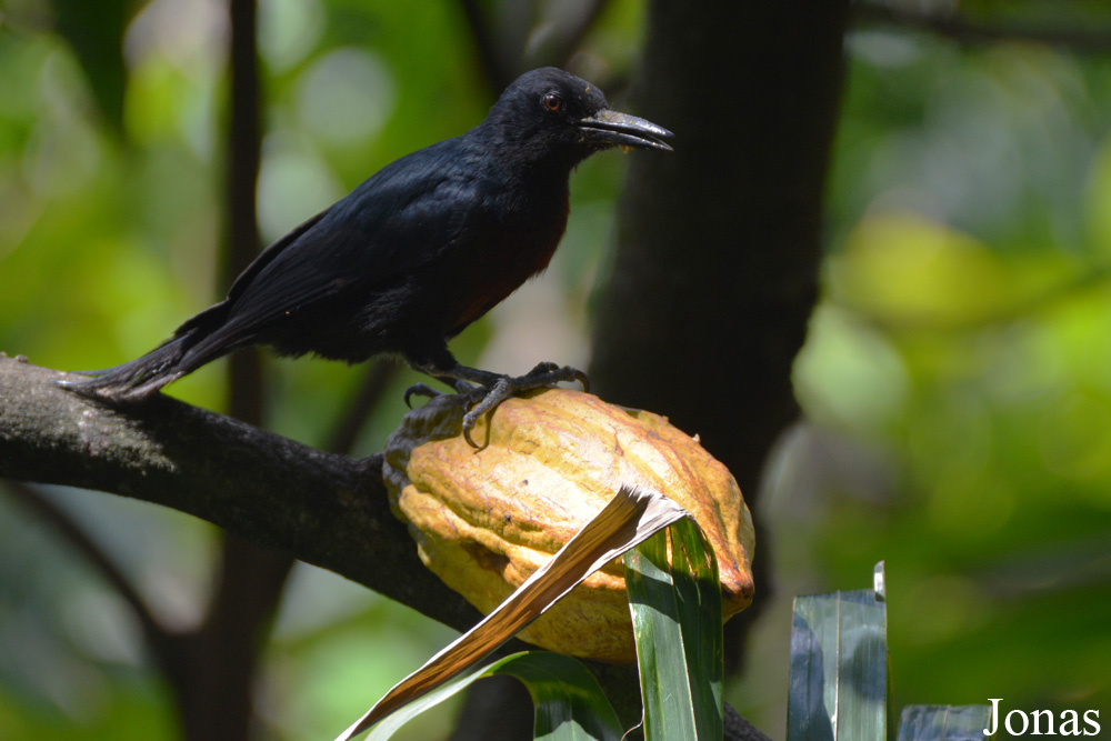 Melanerpes herminieri
