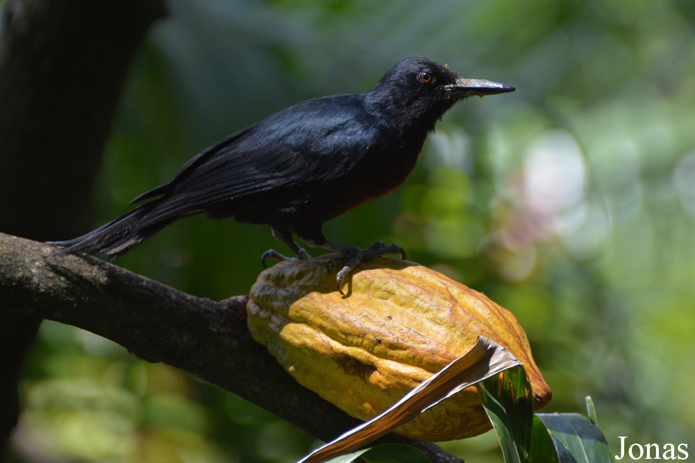 Melanerpes herminieri