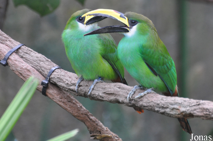 Aulacorhynchus prasinus prasinus