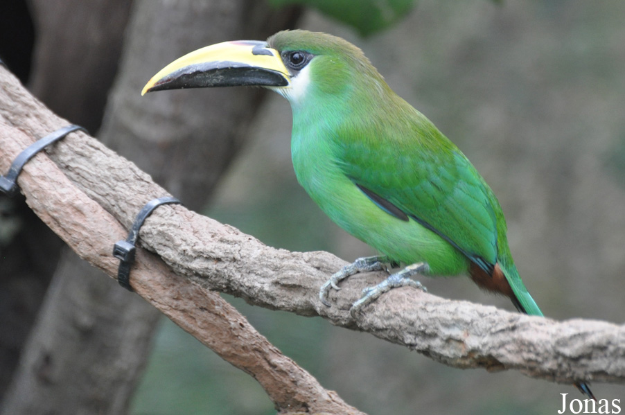 Aulacorhynchus prasinus prasinus