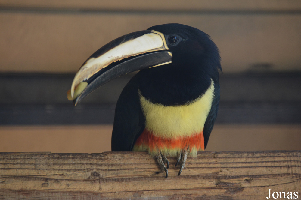 Pteroglossus aracari