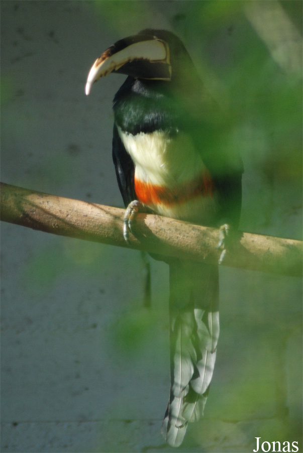 Pteroglossus aracari