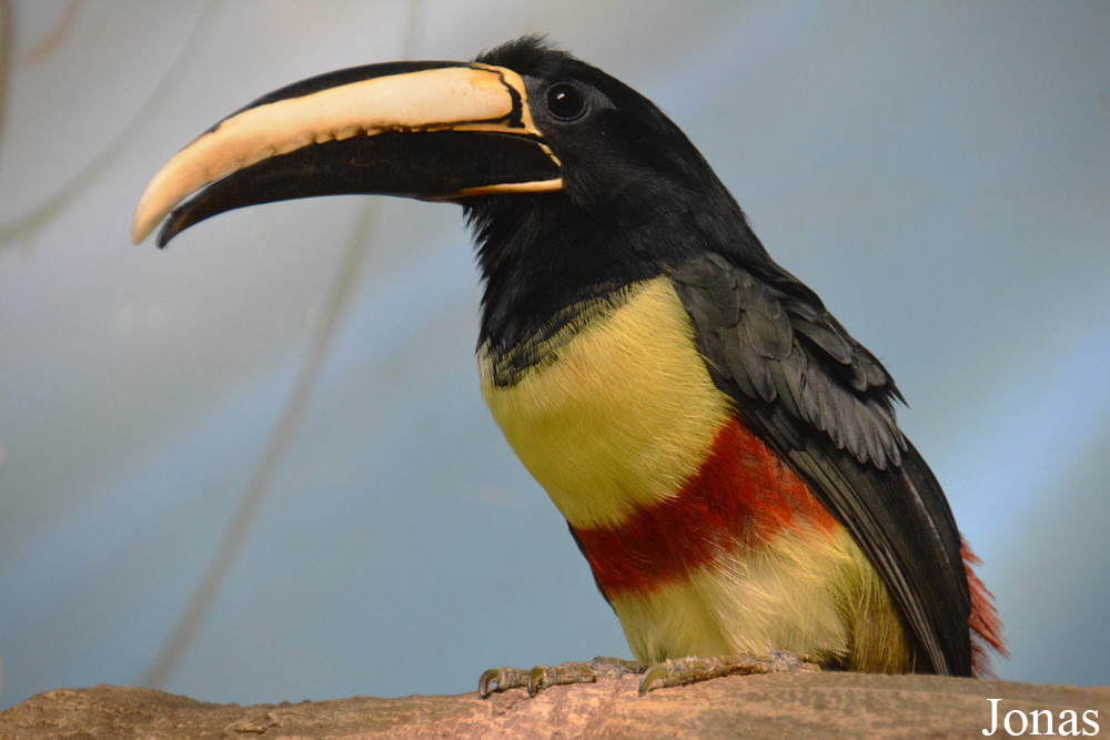 Pteroglossus aracari