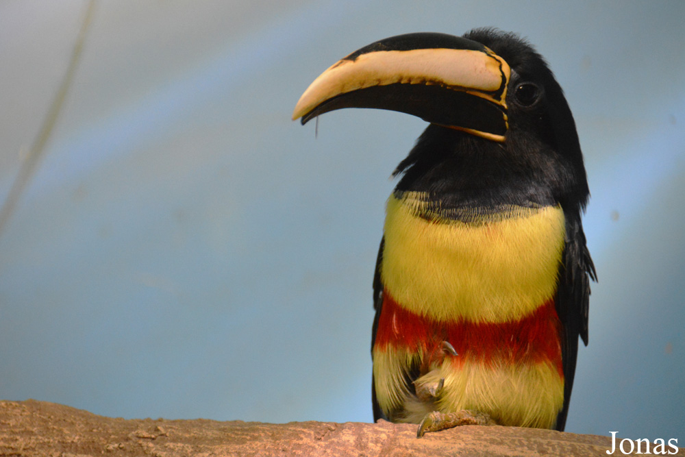 Pteroglossus aracari