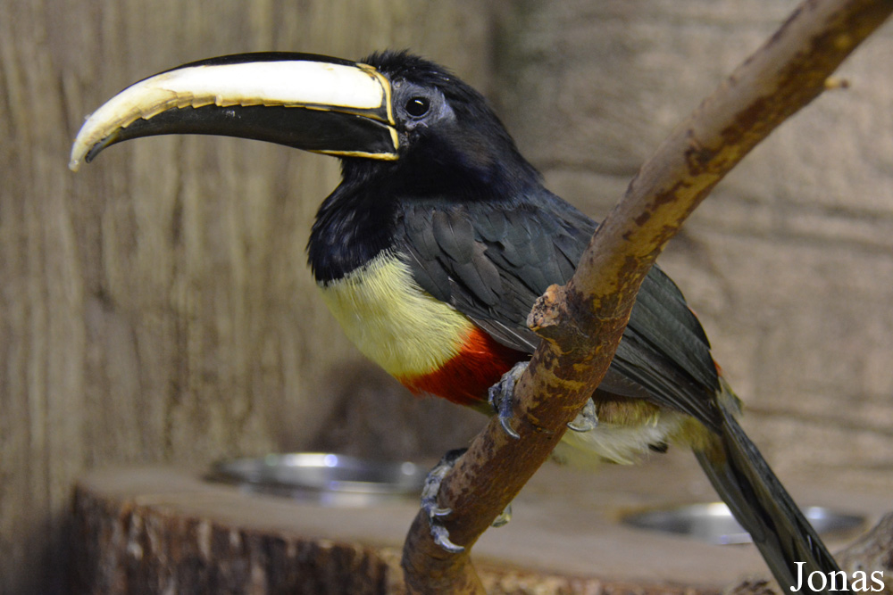 Pteroglossus aracari