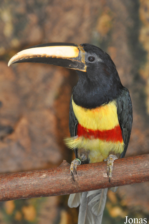 Pteroglossus aracari