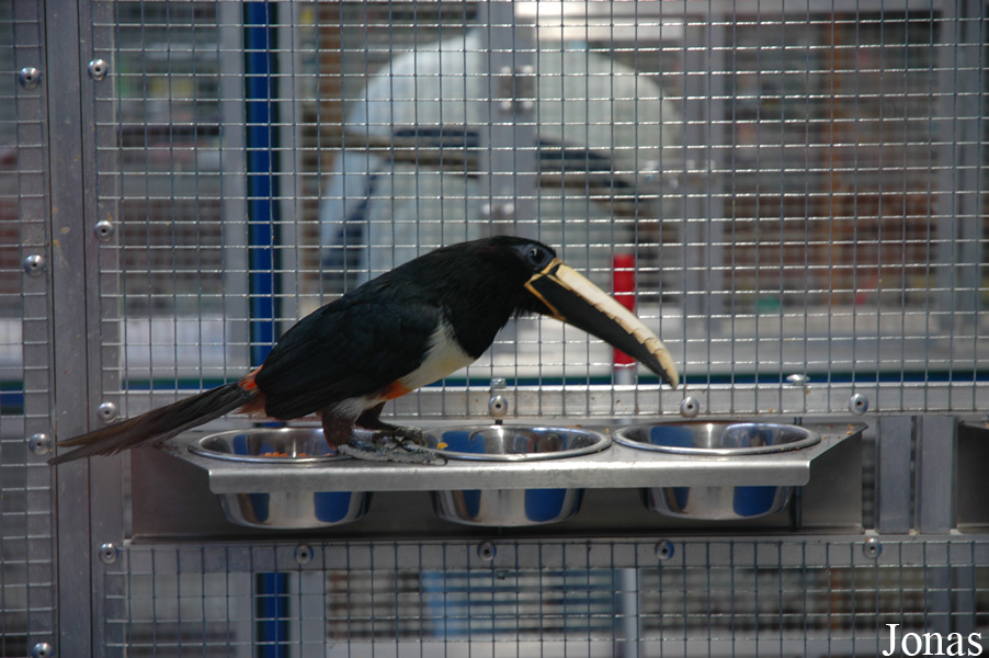 Pteroglossus aracari