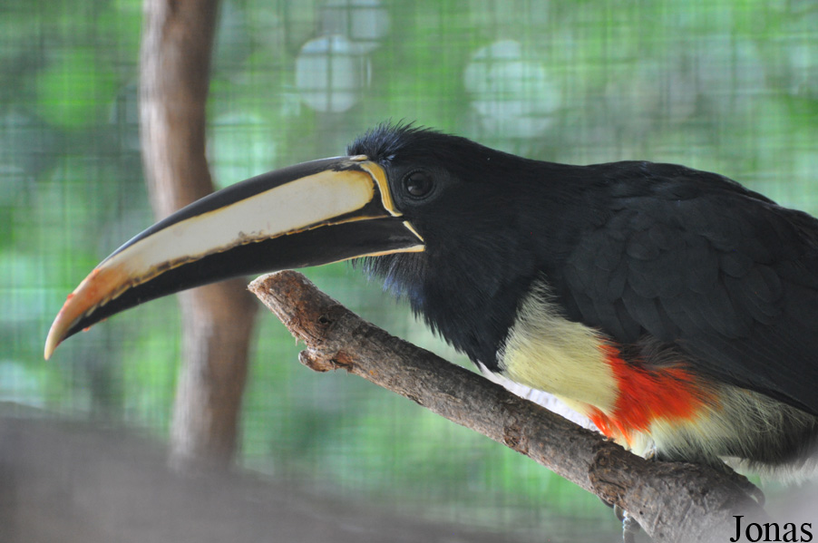 Pteroglossus aracari atricollis