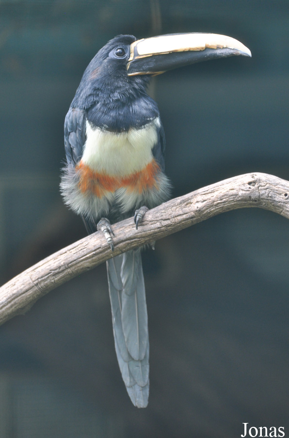 Pteroglossus aracari atricollis