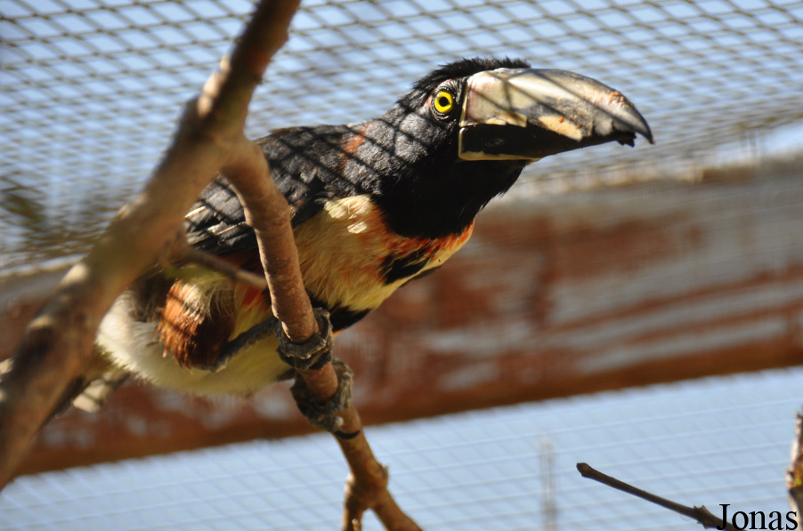 Pteroglossus torquatus
