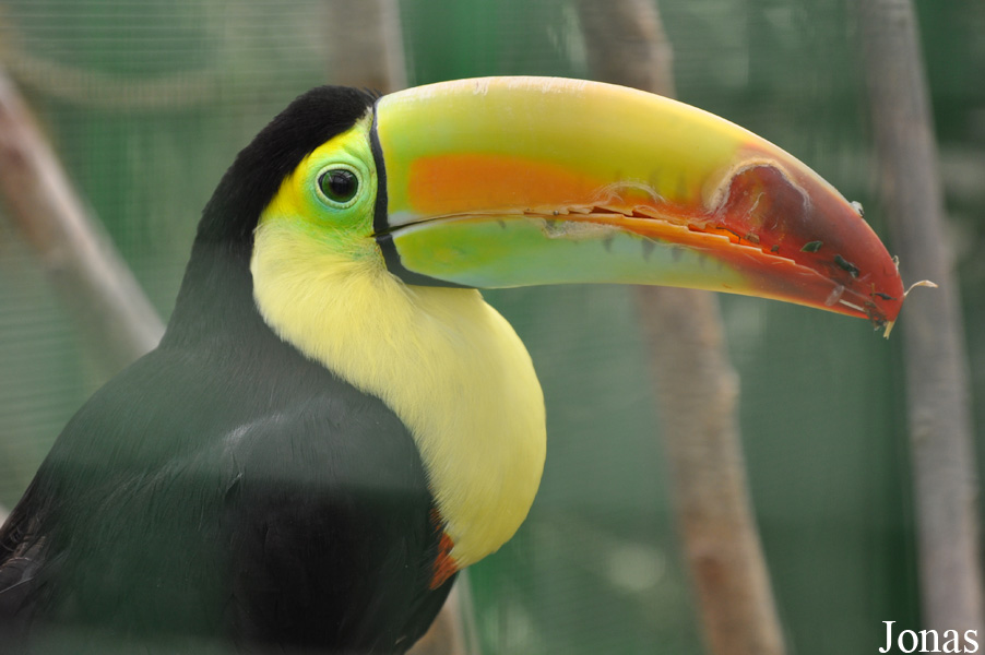 Ramphastos sulfuratus