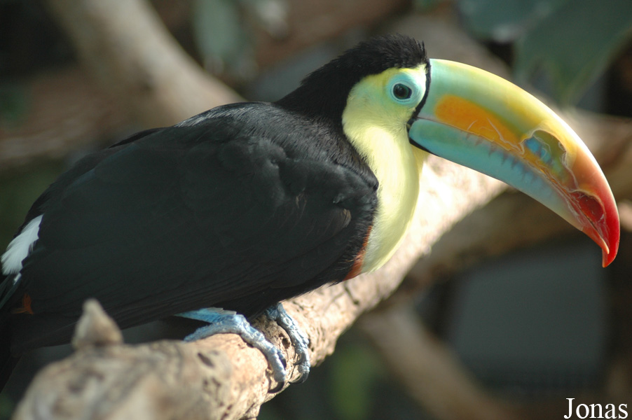 Ramphastos sulfuratus