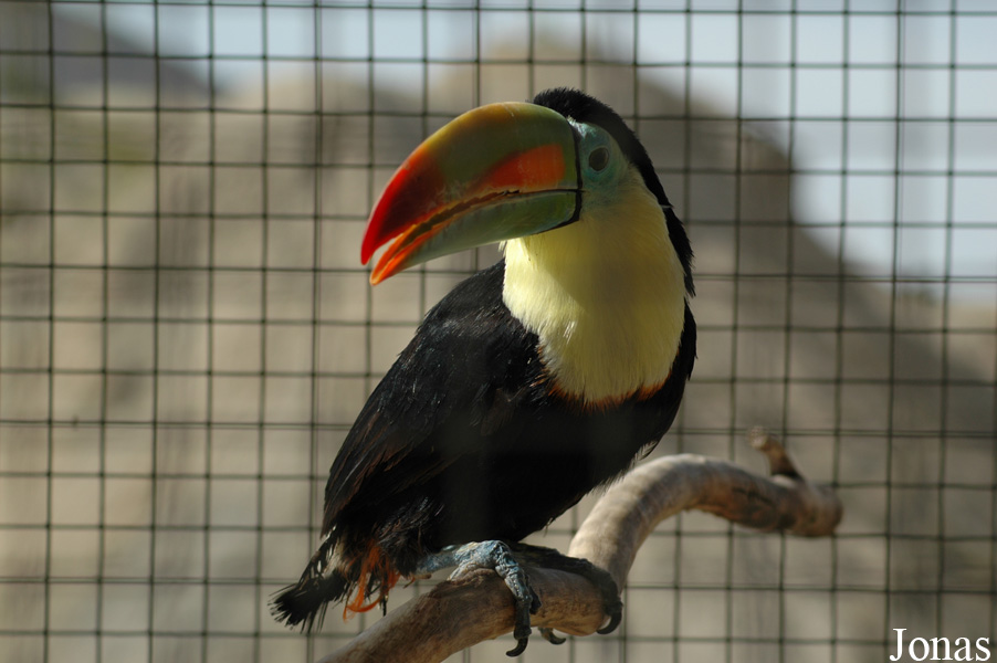 Ramphastos sulfuratus