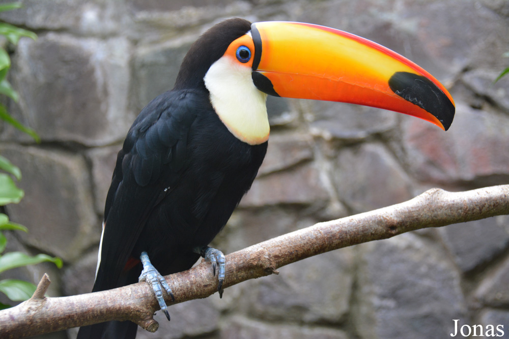 Ramphastos toco