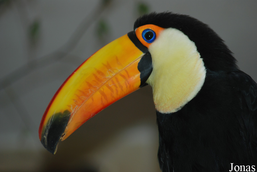 Ramphastos toco