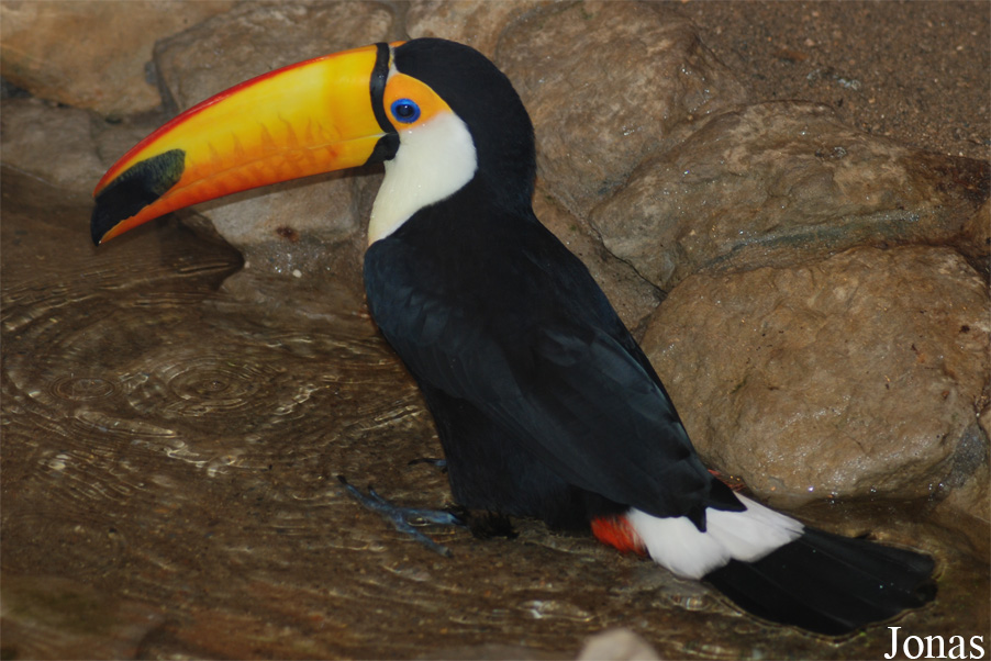 Ramphastos toco