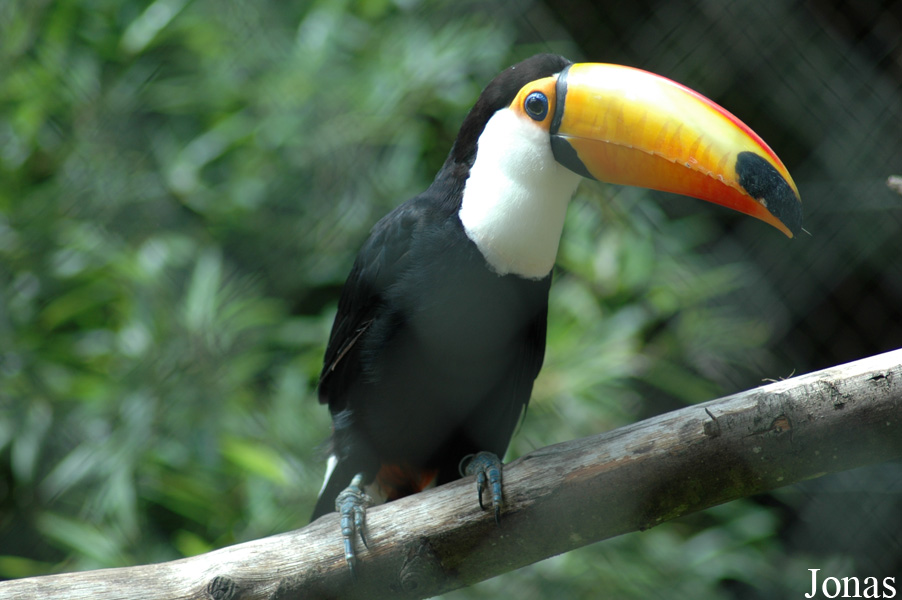 Ramphastos toco