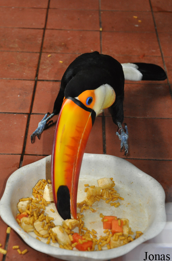 Ramphastos toco