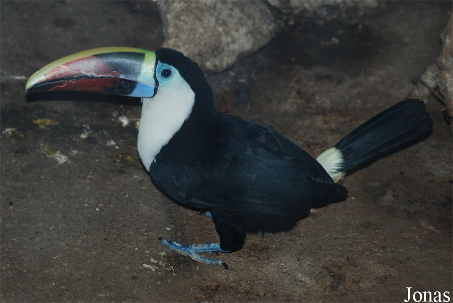Ramphastos tucanus