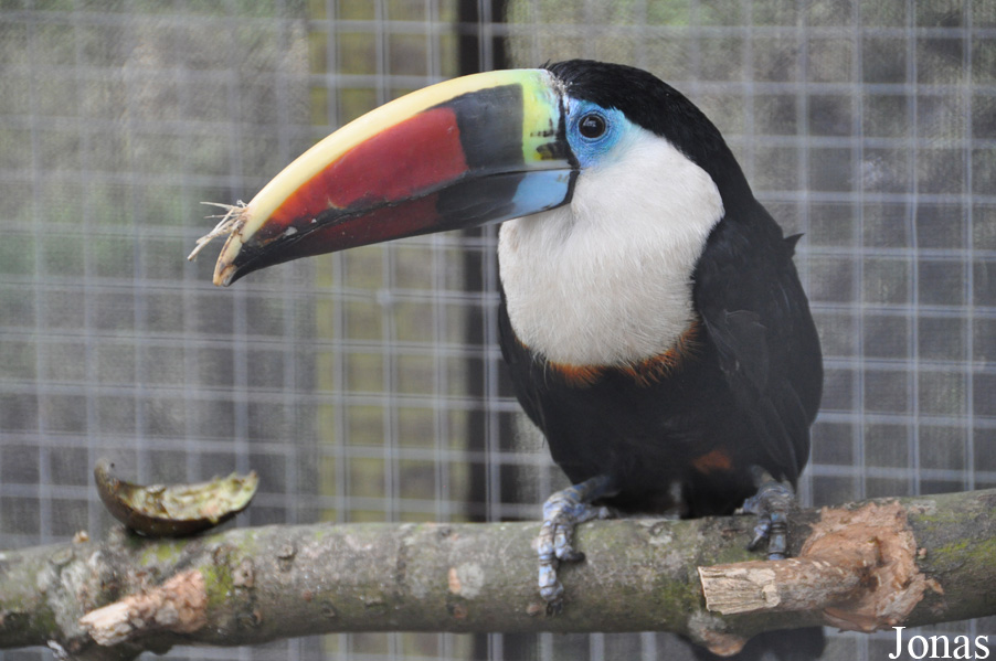 Ramphastos tucanus