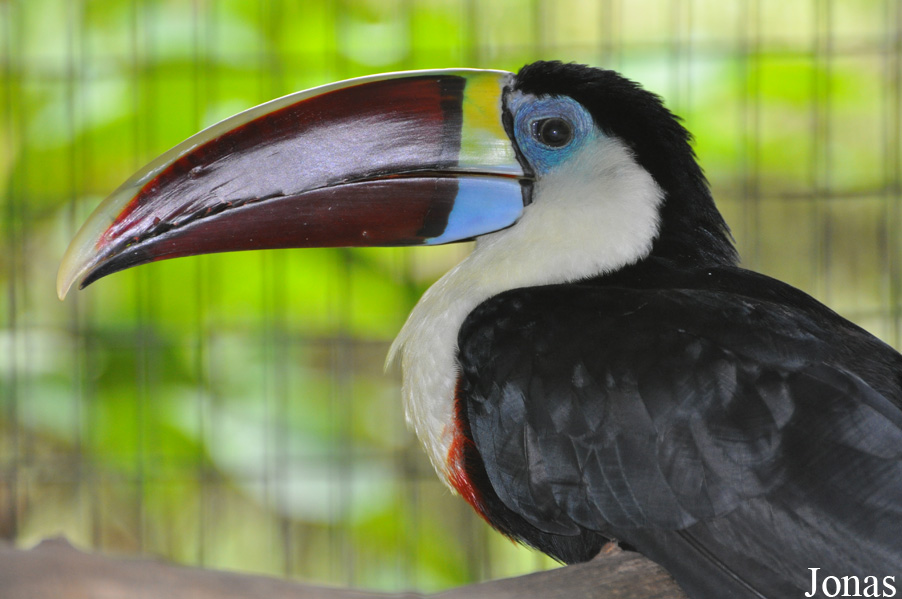 Ramphastos tucanus