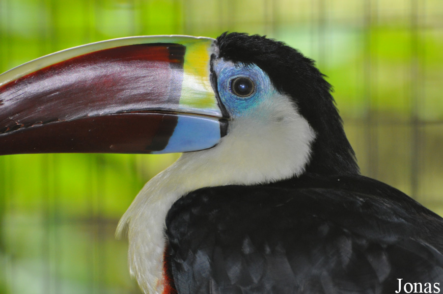 Ramphastos tucanus