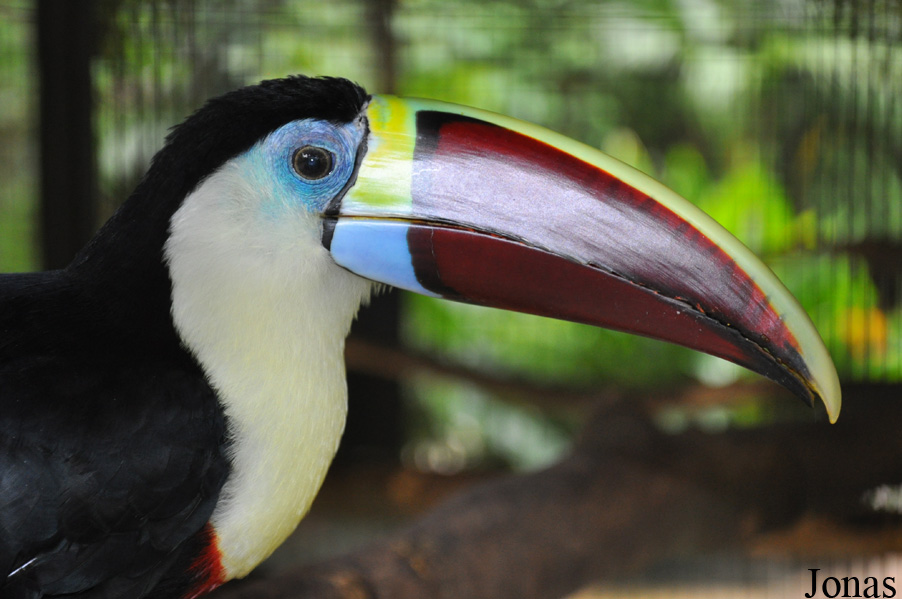 Ramphastos tucanus