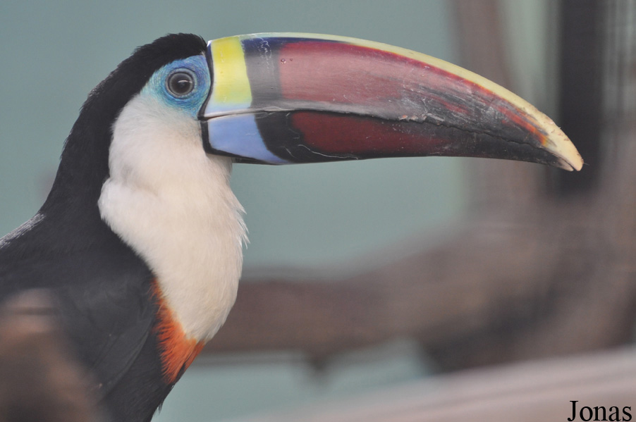 Ramphastos tucanus